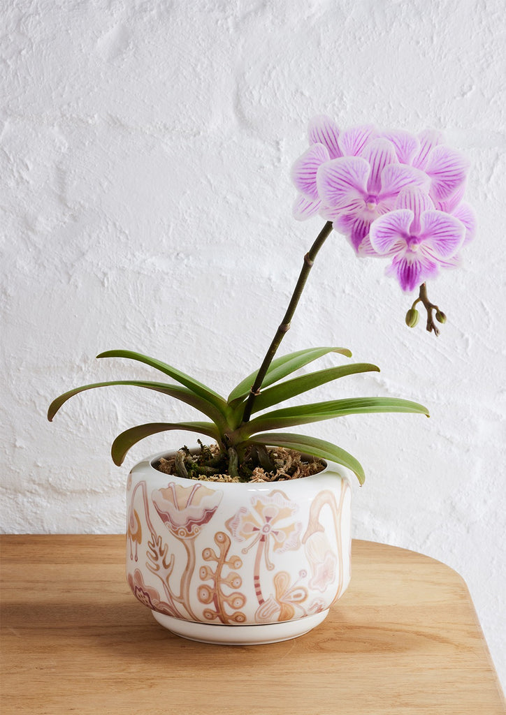 Angus & Celeste Decorative Succulent Pot