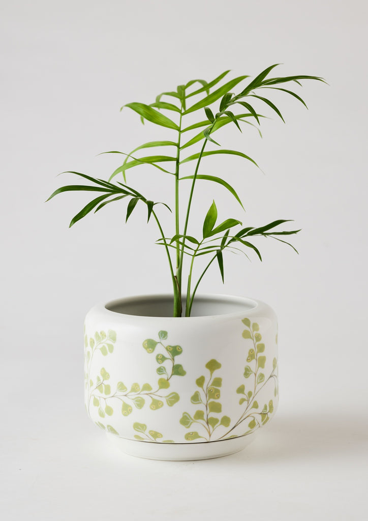 Angus & Celeste Decorative Succulent Pot